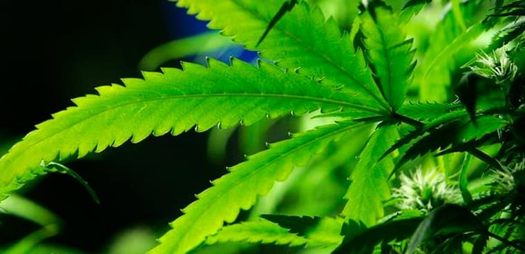 revista-canamo-senda-saca-cannabis-de-la-lista-1
