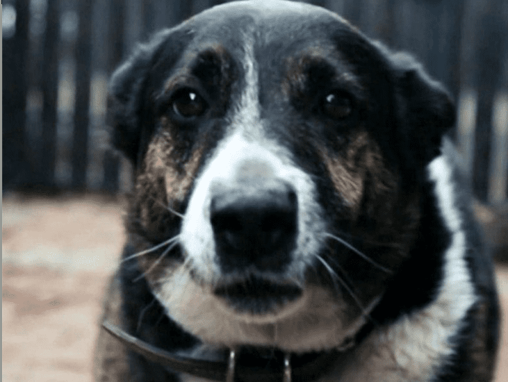 lun-adivine-en-que-franja-electoral-debuta-esta-mascota